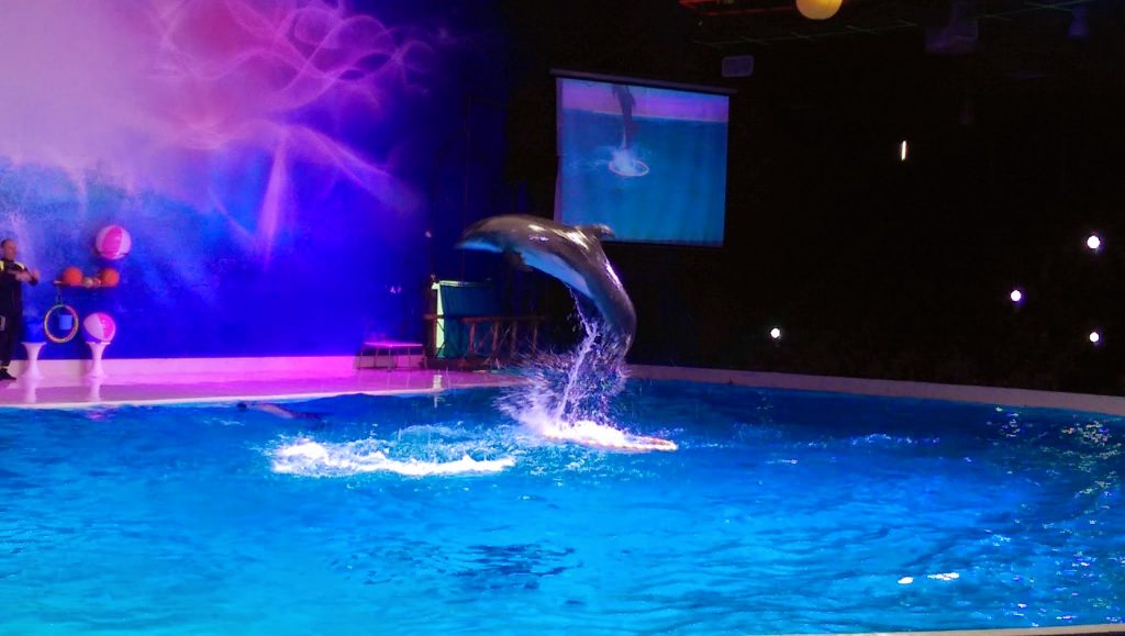 Dolphinarium Dubai