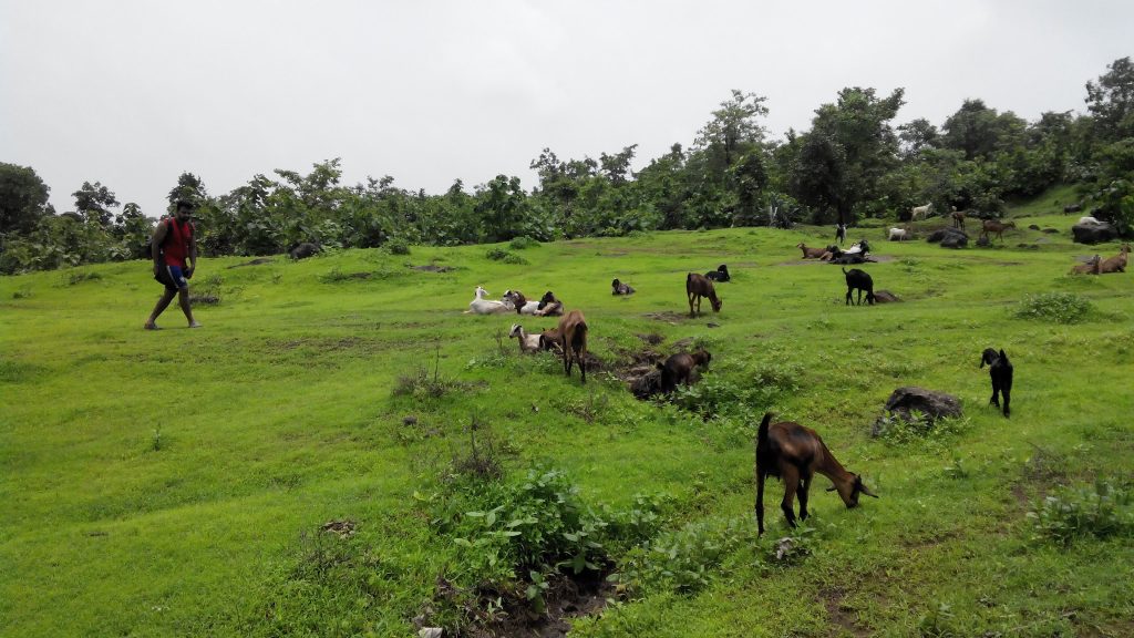 Meadows near the Dam