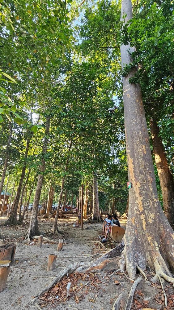 Chidiyatapu Forest
